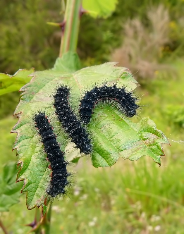 Saturnia pavoniella
